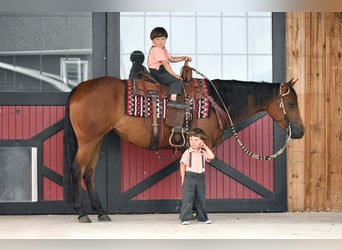 Quarter horse américain, Jument, 3 Ans, Bai cerise