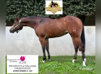 Quarter horse américain, Jument, 3 Ans, Bai cerise