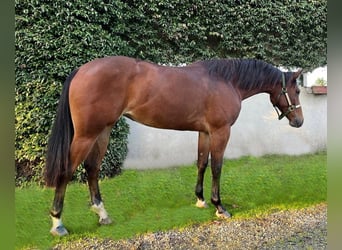 Quarter horse américain, Jument, 3 Ans, Bai cerise