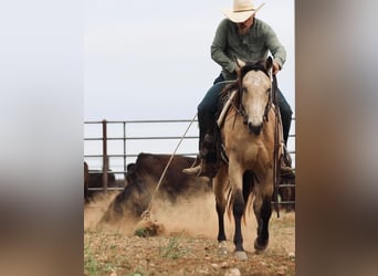 Quarter horse américain, Jument, 3 Ans, Buckskin