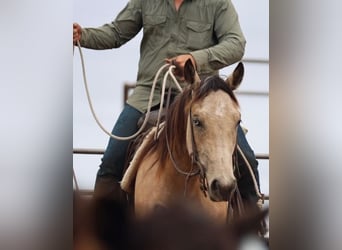 Quarter horse américain, Jument, 3 Ans, Buckskin