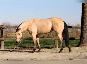 Quarter horse américain, Jument, 3 Ans, Buckskin
