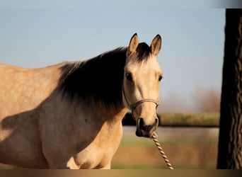 Quarter horse américain, Jument, 3 Ans, Buckskin