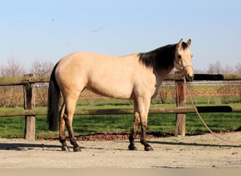 Quarter horse américain, Jument, 3 Ans, Buckskin