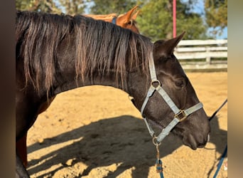 Quarter horse américain, Jument, 3 Ans