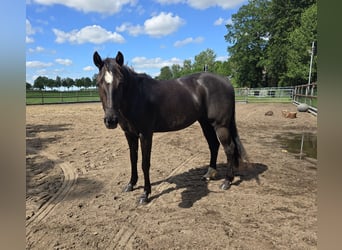 Quarter horse américain, Jument, 3 Ans