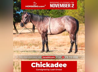 Quarter horse américain, Jument, 3 Ans, Gris