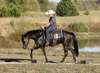 Quarter horse américain, Jument, 3 Ans, Noir