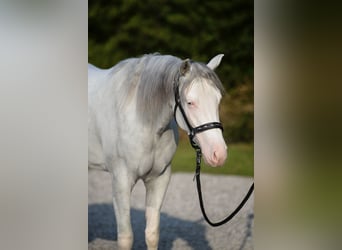 Quarter horse américain, Jument, 3 Ans, Overo-toutes couleurs