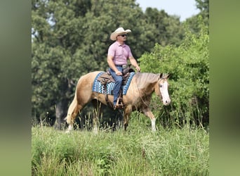Quarter horse américain, Jument, 3 Ans, Palomino