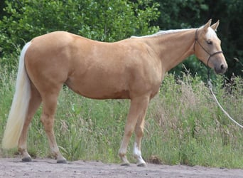 Quarter horse américain, Jument, 3 Ans, Palomino
