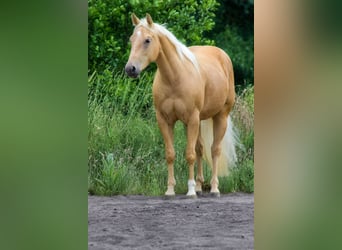 Quarter horse américain, Jument, 3 Ans, Palomino