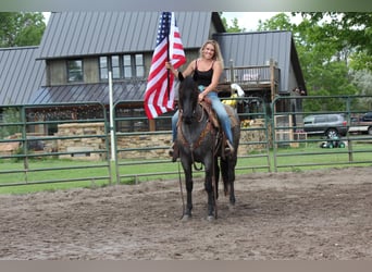 Quarter horse américain, Jument, 3 Ans, Rouan Bleu