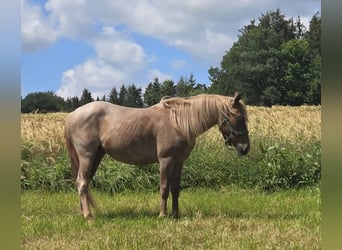 Quarter horse américain, Jument, 4 Ans, 135 cm, Rouan Rouge
