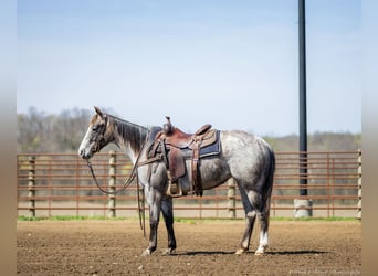 Quarter horse américain, Jument, 4 Ans, 140 cm, Gris