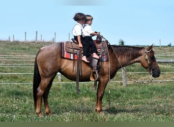 Quarter horse américain, Jument, 4 Ans, 140 cm, Rouan Rouge