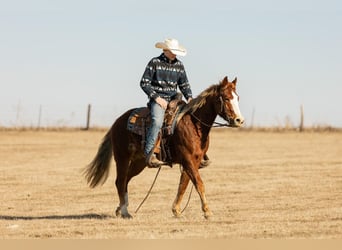 Quarter horse américain, Jument, 4 Ans, 142 cm, Alezan cuivré