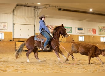 Quarter horse américain, Jument, 4 Ans, 142 cm, Alezan cuivré