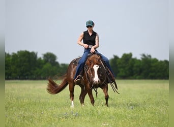Quarter horse américain, Jument, 4 Ans, 142 cm, Alezan cuivré