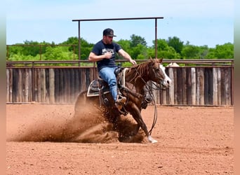 Quarter horse américain, Jument, 4 Ans, 142 cm, Alezan cuivré