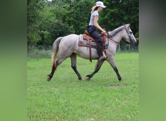 Quarter horse américain Croisé, Jument, 4 Ans, 142 cm, Gris pommelé