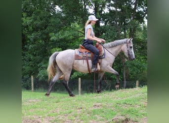 Quarter horse américain Croisé, Jument, 4 Ans, 142 cm, Gris pommelé
