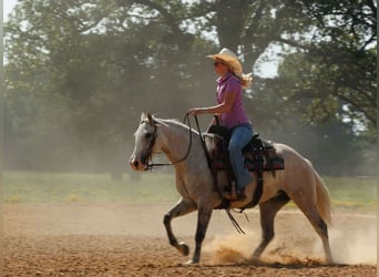 Quarter horse américain, Jument, 4 Ans, 142 cm, Gris