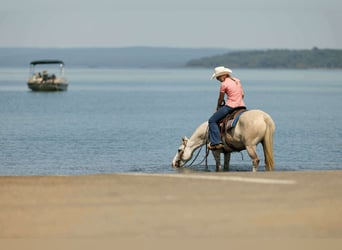 Quarter horse américain, Jument, 4 Ans, 142 cm, Gris