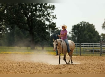 Quarter horse américain, Jument, 4 Ans, 142 cm, Gris