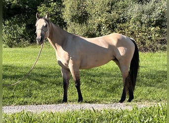 Quarter horse américain, Jument, 4 Ans, 142 cm, Isabelle