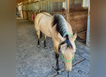 Quarter horse américain, Jument, 4 Ans, 142 cm, Isabelle