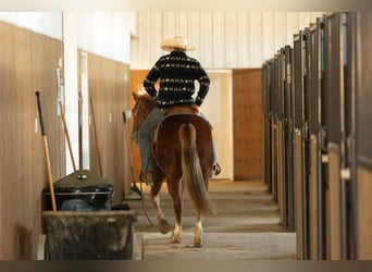 Quarter horse américain, Jument, 4 Ans, 145 cm, Alezan cuivré