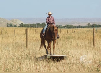 Quarter horse américain, Jument, 4 Ans, 145 cm, Alezan cuivré