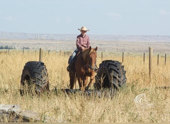Quarter horse américain, Jument, 4 Ans, 145 cm, Alezan cuivré