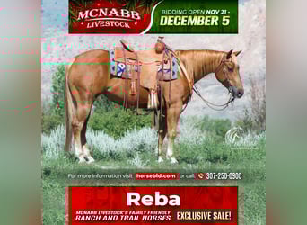 Quarter horse américain, Jument, 4 Ans, 145 cm, Alezan cuivré