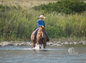 Quarter horse américain, Jument, 4 Ans, 145 cm, Alezan cuivré