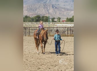 Quarter horse américain, Jument, 4 Ans, 145 cm, Alezan cuivré