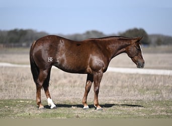 Quarter horse américain, Jument, 4 Ans, 145 cm, Alezan cuivré