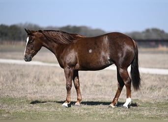 Quarter horse américain, Jument, 4 Ans, 145 cm, Alezan cuivré