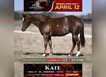 Quarter horse américain, Jument, 4 Ans, 145 cm, Alezan cuivré