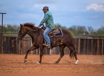 Quarter horse américain, Jument, 4 Ans, 145 cm, Alezan cuivré