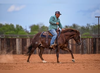 Quarter horse américain, Jument, 4 Ans, 145 cm, Alezan cuivré