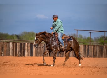 Quarter horse américain, Jument, 4 Ans, 145 cm, Alezan cuivré