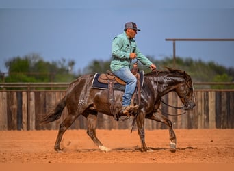 Quarter horse américain, Jument, 4 Ans, 145 cm, Alezan cuivré