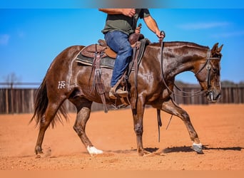 Quarter horse américain, Jument, 4 Ans, 145 cm, Alezan cuivré