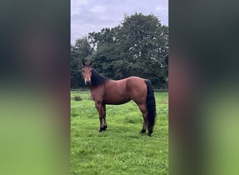 Quarter horse américain, Jument, 4 Ans, 145 cm, Bai