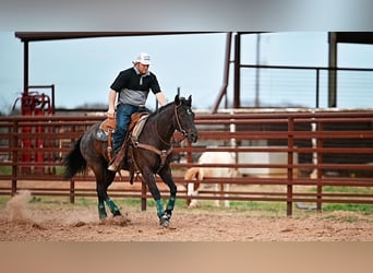 Quarter horse américain, Jument, 4 Ans, 145 cm, Noir
