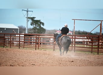 Quarter horse américain, Jument, 4 Ans, 145 cm, Noir