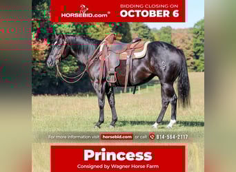 Quarter horse américain, Jument, 4 Ans, 145 cm, Noir