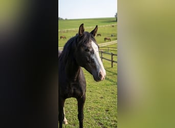 Quarter horse américain, Jument, 4 Ans, 145 cm, Noir